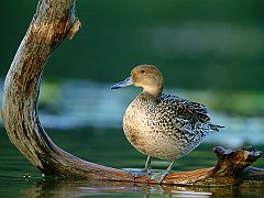 Pintail Hen